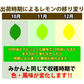 レモン 訳あり 2kg 和歌山県産