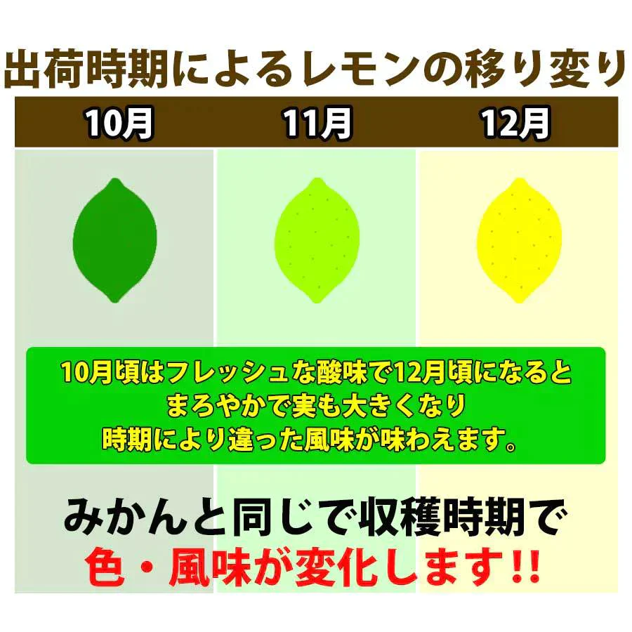 レモン 訳あり 2kg 和歌山県産