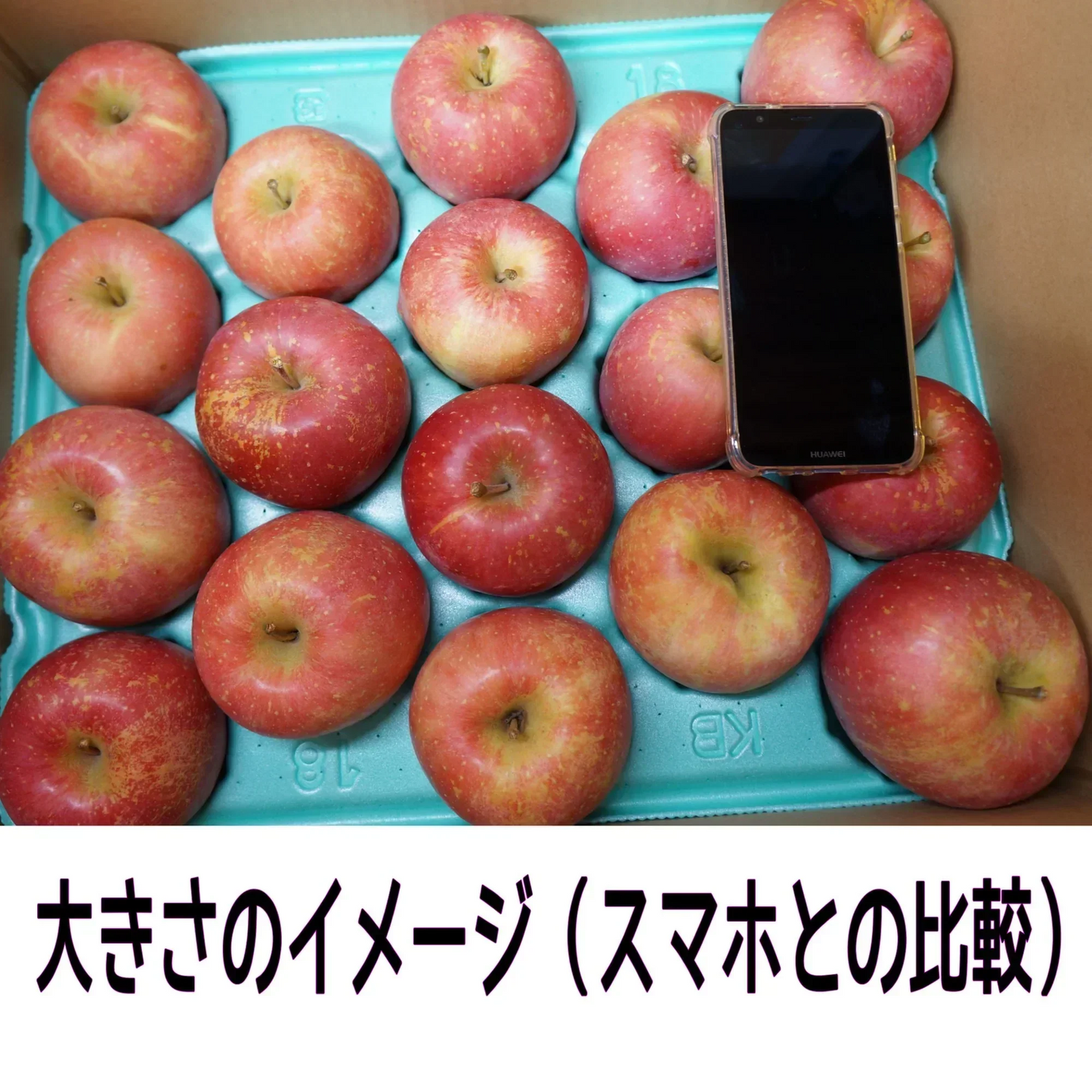 青森県産　家庭用　早生ふじ（弘前ふじ）　5kg　全国送料無料！