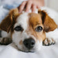 メディムース 犬用皮ふサポート 6個セット ジャパンペットコミュニケーションズ ドッグフード ムース状 グレインフリー 日本製 シニア犬【メール便送料無料】