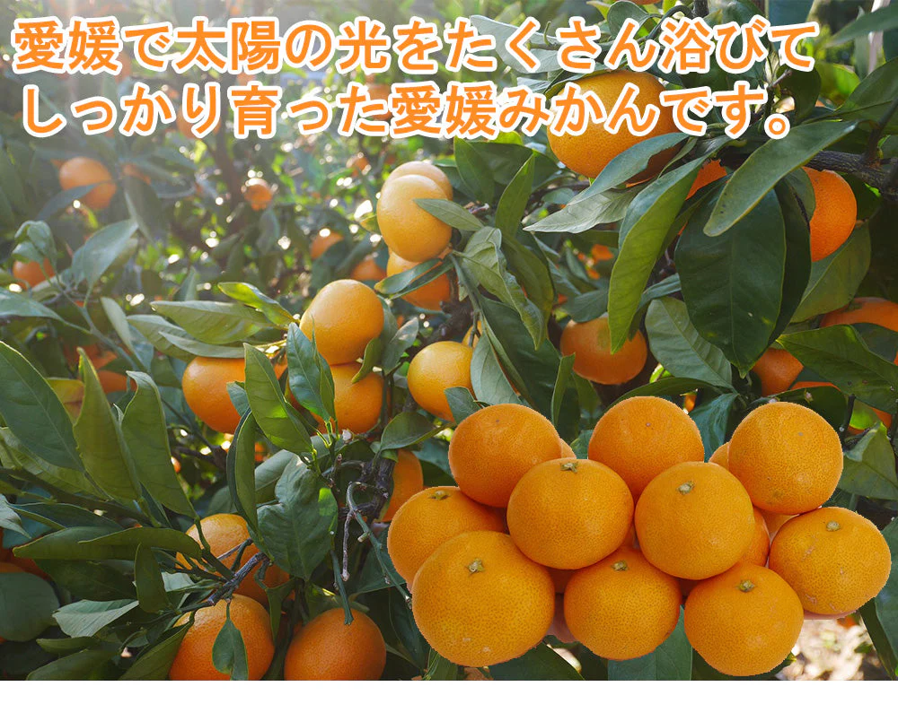 【最安値挑戦祭】みかん 5kg 送料無料 愛媛 みかん 温州みかん ミカン 蜜柑 安い 甘い 箱買い 産地直送 愛媛県産 YDF-00