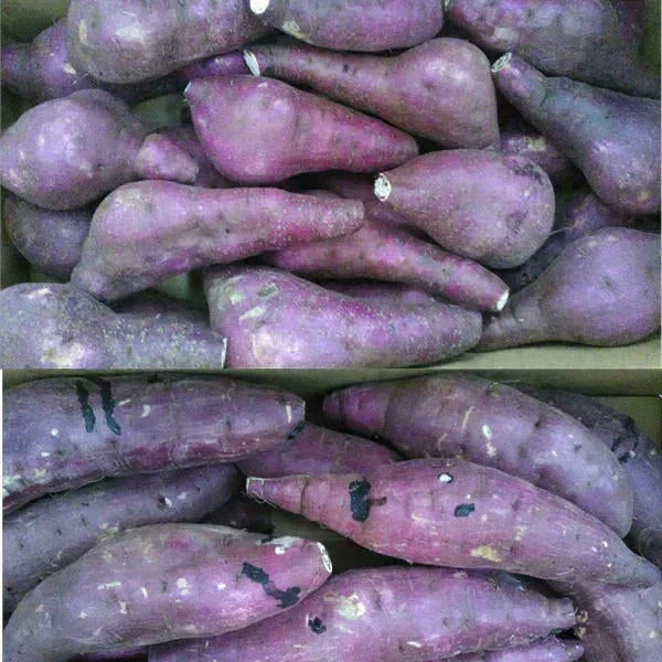 【11月中旬頃より順次出荷予定】訳あり 紅はるか 箱込3キロ(2.7kg+保証分300g) 蔵出し サイズおまかせ さつまいも 蜜芋 熊本産 送料無料　80サイズ
