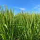 玄米10kg🌾淡路島からの新米キヌヒカリ玄米10kg ❣️令和7年度産新米