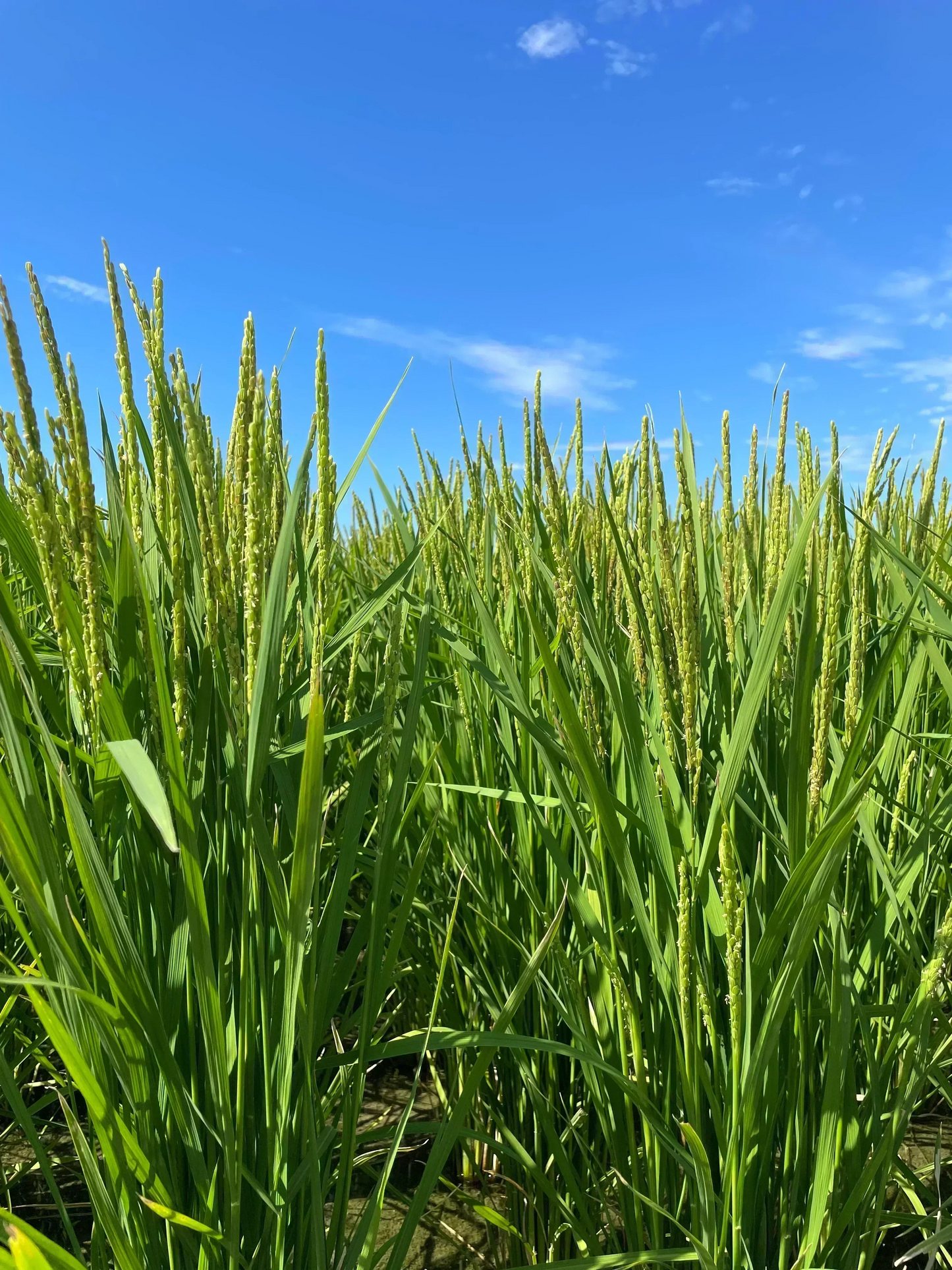 玄米10kg🌾淡路島からの新米キヌヒカリ玄米10kg ❣️令和7年度産新米