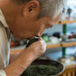 訳あり静岡茶100g×6 茎入茶葉 お茶 お茶の葉 日本茶 緑茶 一番茶 カテキン緑茶 深蒸し茶 お徳用 業務用【エコ得】