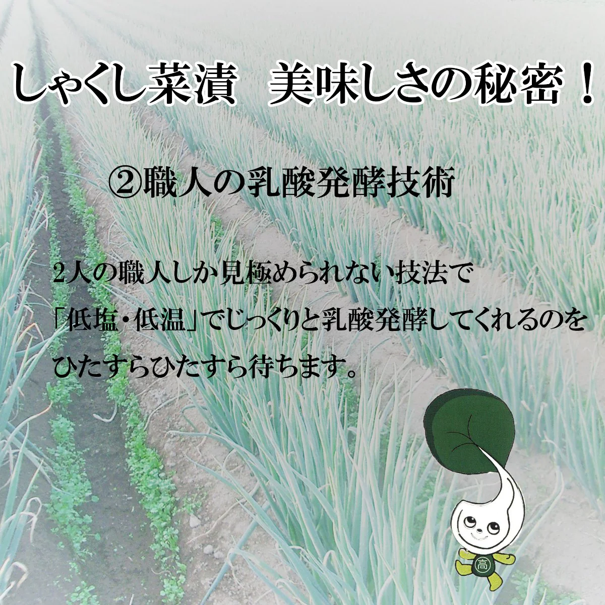 360gしゃくし菜漬180ｇ×2袋セット