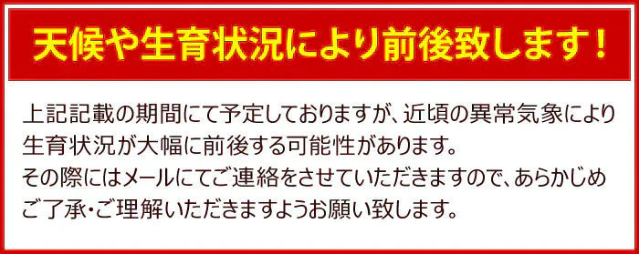 【遅れてゴメン母の日ギフト順次発送】さくらんぼ佐藤錦Ｌ玉24粒ギフト箱詰めカーネーション1本と母の日カード付き山形県より直送