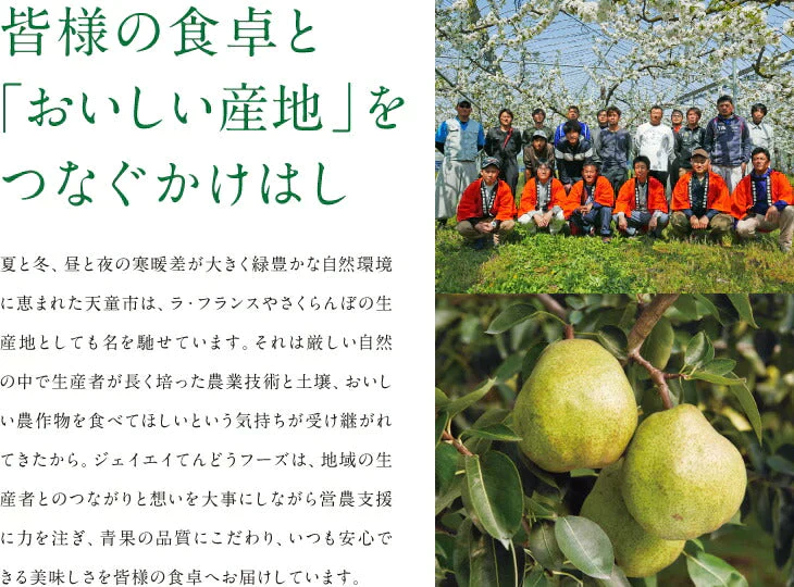 【11gatu 】りんご 訳あり 山形県産 約10kg(玉数おまかせ) 送料無料 品種おまかせ バラ詰め ※一部地域は別途送料追加 フルーツ 果物 果物 順次発送 ap13