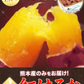 さつまいも 紅はるか べにはるか 1.5kg 送料無料 芋 熊本県産 スイーツ お取り寄せ 14営業日以内に発送予定