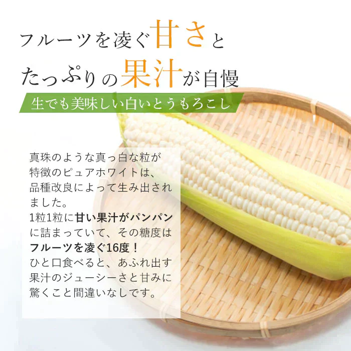 【6月上旬発送】ピュアホワイト 約2キロ 5-8本入り 香川産 朝採り