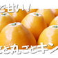 金柑 みかん 完熟フルーツきんかん 送料無料 1kg 熊本県産 ハウス栽培 柑橘