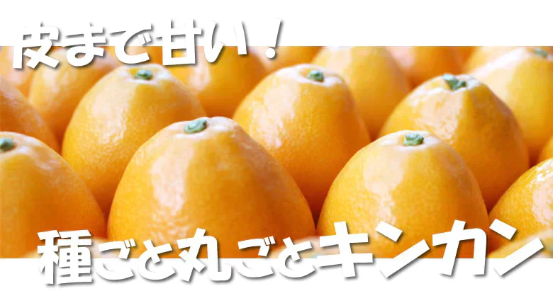 金柑 みかん 完熟フルーツきんかん 送料無料 1kg 熊本県産 ハウス栽培 柑橘