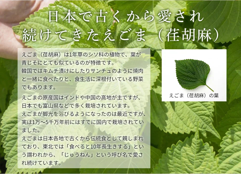 有機JAS認定 えごま油  国内搾油 低温圧搾 一番搾り 110g 賞味期限：2024年5月16日 カウシェ限定 ｜ オーガライフ