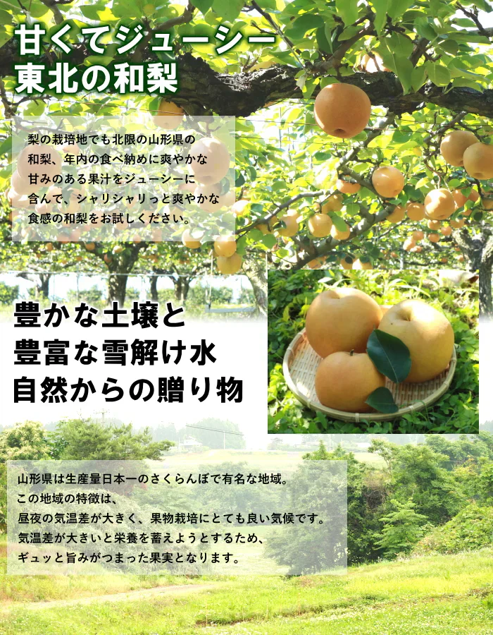 訳あり 和梨 5kg前後 産地箱詰め 10-24玉前後 なし 梨 ナシ 品種・サイズ・玉数おまかせご家庭用にたっぷり5kg箱