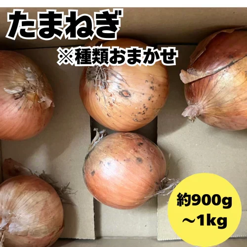 たまねぎ 約900g〜1kg「補償分600g、本商品300g」 60サイズ※全国配送可能【カウシェファーム収穫対象商品】新玉ねぎ