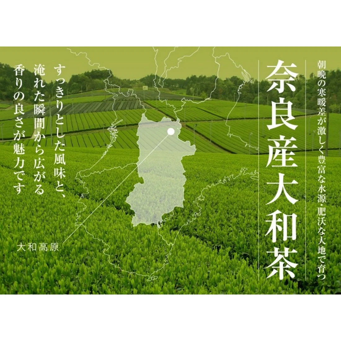 3g×12P 大和茶一番茶　ティーパック