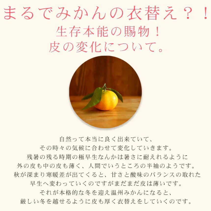 みかん　精品　吉田みかん　１０ｋｇ　Ｓ吉１０　贈答用　精品　中玉　Ｌか２Ｌのいずれかのサイズ揃えで約６０玉前後　ミカン　蜜柑　フルーツ　果物　柑橘　贈答用　贈物　贈答　お歳暮　送料無料