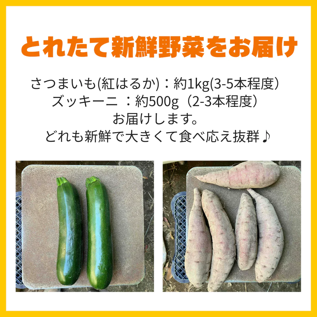 〔合計2kg〕野菜セット (ジャンボいんげん500g+ズッキーニ500g(2本)＋さつまいも(1kg3-5本) 鹿児島県産