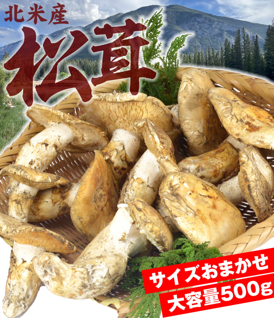 松茸 約500g 北米産 ご家庭用【発送予定：11月中旬より】