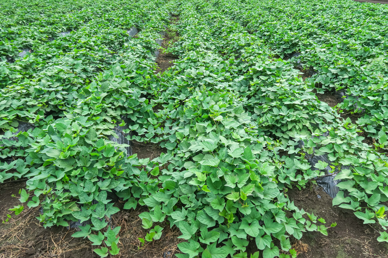 箱いっぱいシリーズ！房総野菜！シルクスイート　2キロ　詰め合わせ　さつまいも　甘くておいしいさつまいも　産地直送　産直