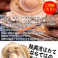 青森 活ほたて 殻付き 中大2キロ（約12枚～18枚）【冷蔵便】 養殖　奇跡の海『むつ湾』からホタテ漁師が贈る逸品