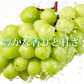 【9月上旬～中旬頃より順次出荷】ロザリオビアンコ ぶどう 送料無料 2kg 3～5房 〈クール便でお届け〉 福岡・熊本県産 シャインマスカット 葡萄 ブドウ