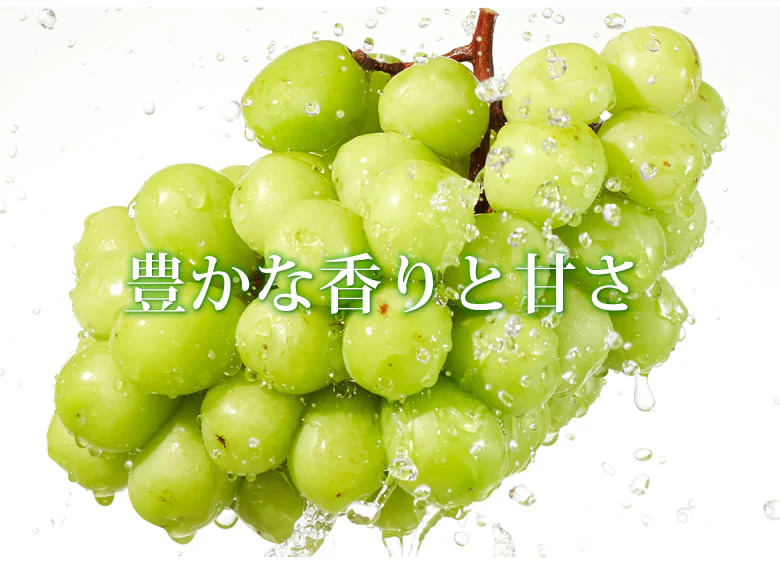 【9月上旬～中旬頃より順次出荷】ロザリオビアンコ ぶどう 送料無料 2kg 3～5房 〈クール便でお届け〉 福岡・熊本県産 シャインマスカット 葡萄 ブドウ