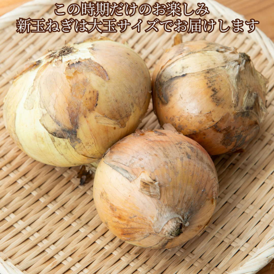 【国産！家計応援価格！】 規格外品_サイズランダムたまねぎ 1.6kg（最低保証1.5kg）玉葱 玉ねぎ タマネギ サラダ カレー 和食 野菜 惣菜 送料無料【カウシェファーム収穫対象商品】