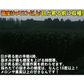 青森県産 嶽きみ 5本セット 真空フレッシュパック