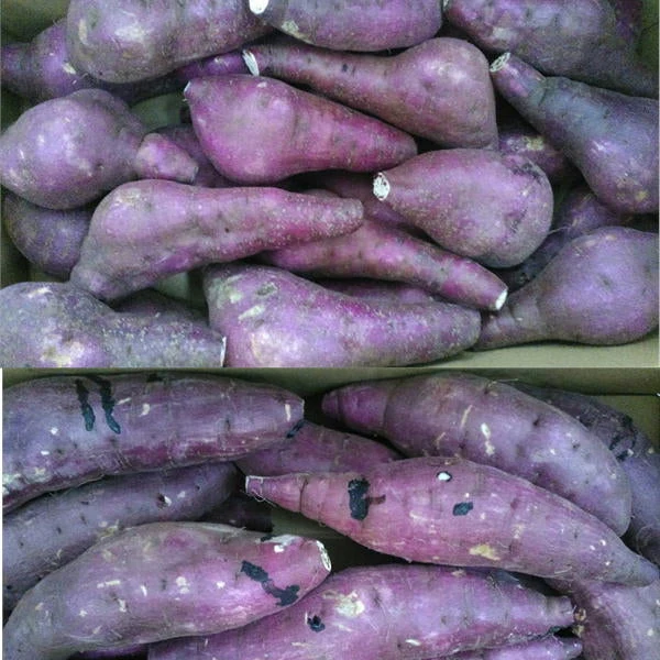 訳あり 紅はるか 箱込3キロ(2.7kg+保証分300g) 新物 サイズおまかせ さつまいも 蜜芋 熊本産 送料無料　80サイズ