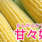 【6月発送】とうもろこし 甘々娘 約1.5キロ 朝採り 生で食べられるとうもろこし