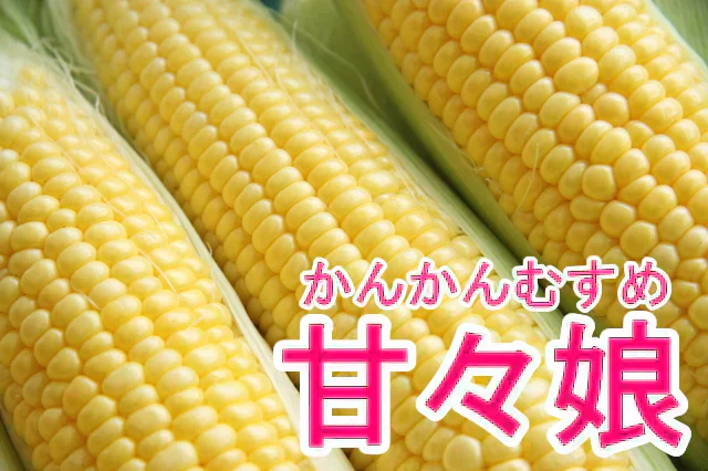 【6月発送】とうもろこし 甘々娘 約1.5キロ 朝採り 生で食べられるとうもろこし