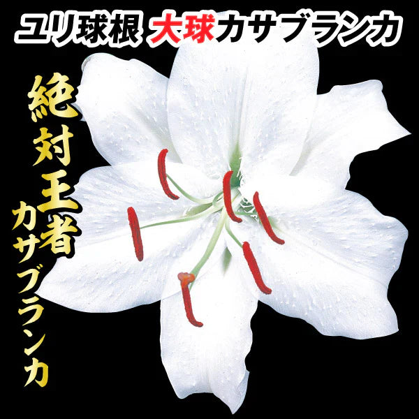 ユリ 球根 大球カサブランカ 20球[発送は翌年1月～となります。]