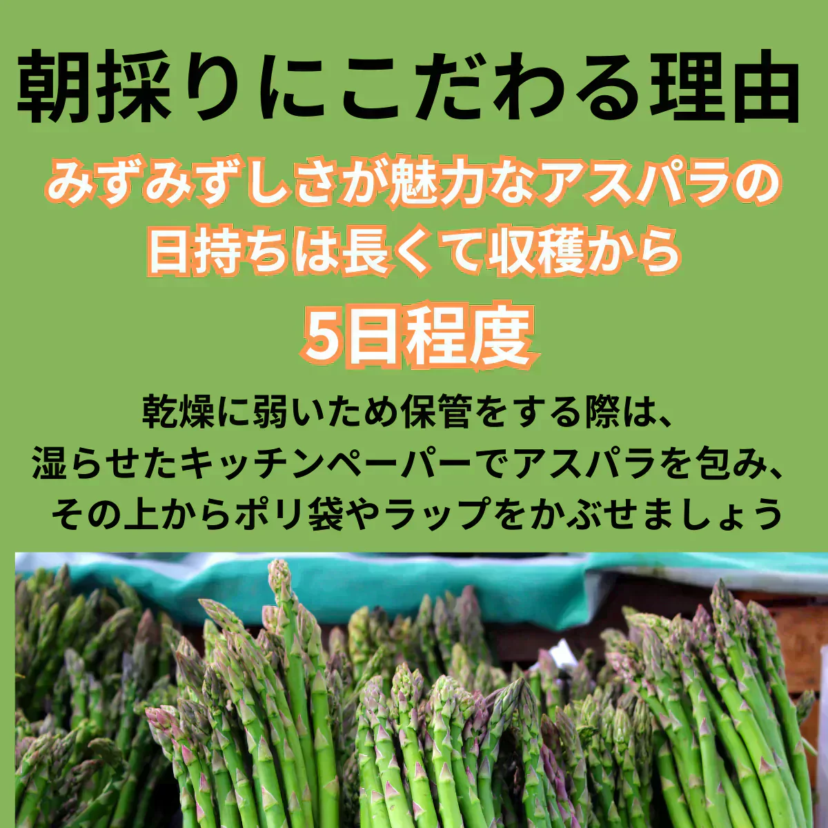 500g【朝採順次発送中】北海道産アスパラガス500g グリーンアスパラ アスパラ