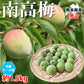 【6月上旬～中旬頃より順次出荷】南高梅 梅 送料無料 秀品 1.5kg クール便でお届け 熊本県産 最高級品種 ウメ 梅酒 フルーツ