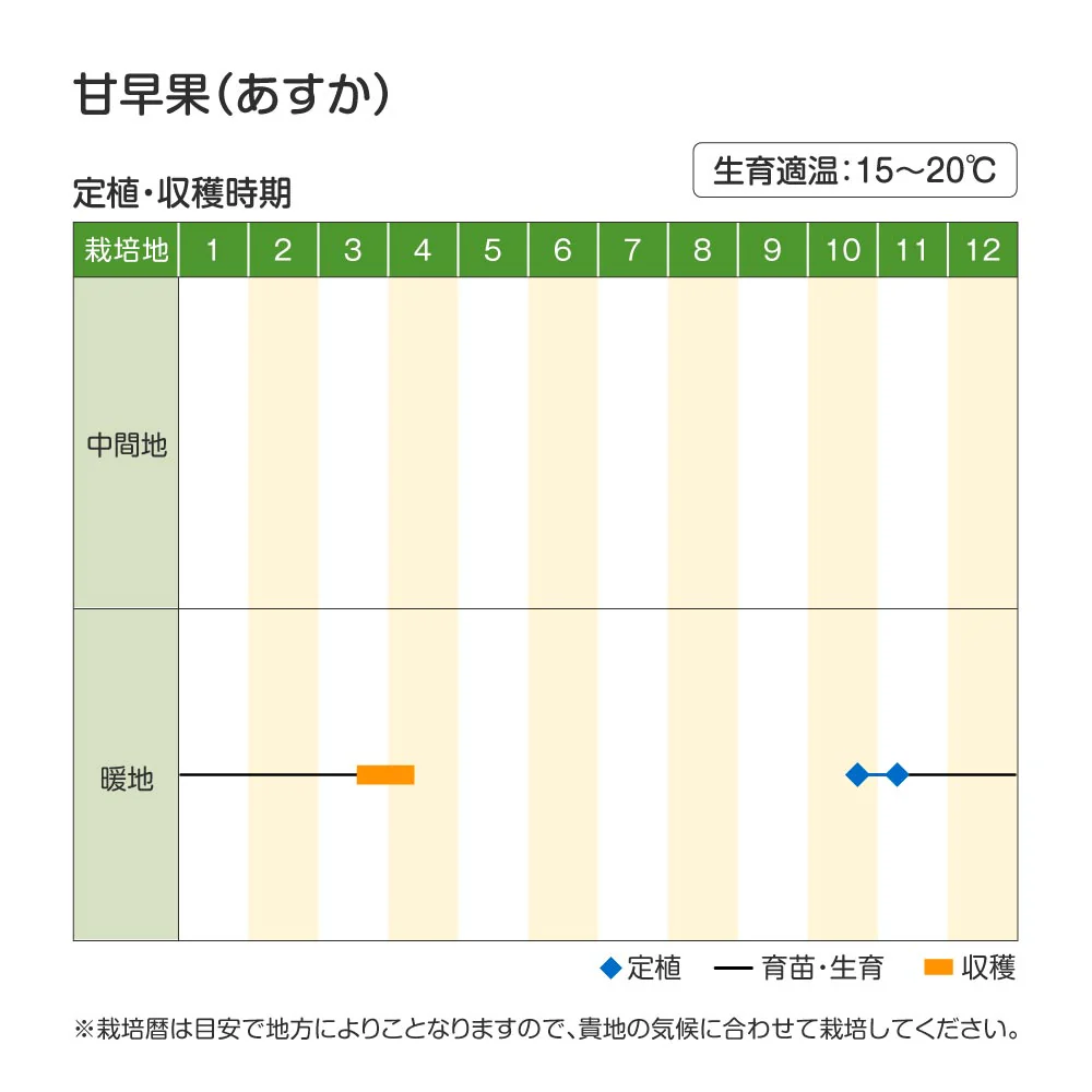 玉ねぎ苗（超極早生）甘早果 あすか 50本