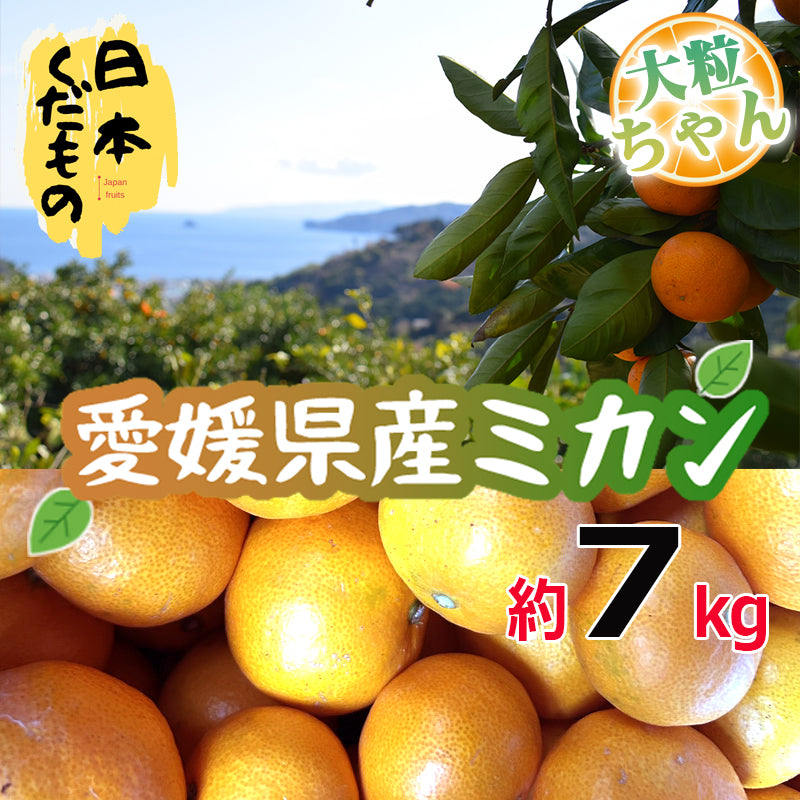 愛媛県産 みかん 大粒ちゃん 7kg 訳あり家庭用 柑橘
