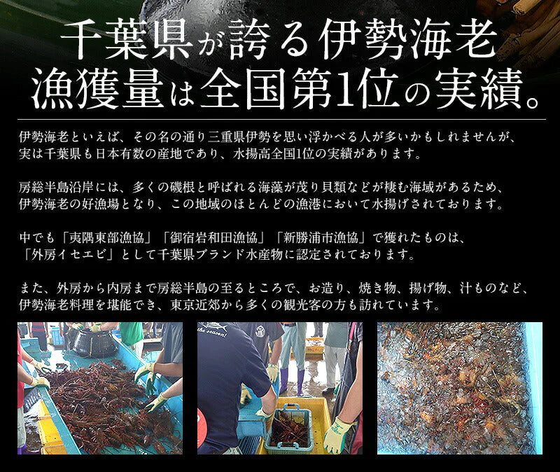 伊勢海老 千葉県産 外房イセエビ 特大サイズ600g×1尾 刺身 冷凍 伊勢エビ 伊勢えび えび エビ 海鮮 魚介 プリプリ 濃厚 グルメ 贈り物 ［送料無料］ 母の日 プレゼント ギフト  母の日思いの 健康 実用的 父の日 子供 孫