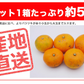 【最安値挑戦祭】みかん 訳あり 送料無料 5kg B品 愛媛 みかん 温州みかん ミカン 蜜柑 安い 甘い 箱買い 産地直送 愛媛県産 YDF-001