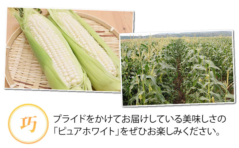 とうもろこし ピュアホワイト 送料無料 約3kg 8～12本入り 九州産 白いとうもろこし 極甘フルーツコーン スイートコーン 雪の妖精