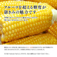 【朝採&産地直送！】青森県産 プレミアムとうもろこし 嶽きみ 24本セット とうもろこし だけきみ トウモロコシ 野菜