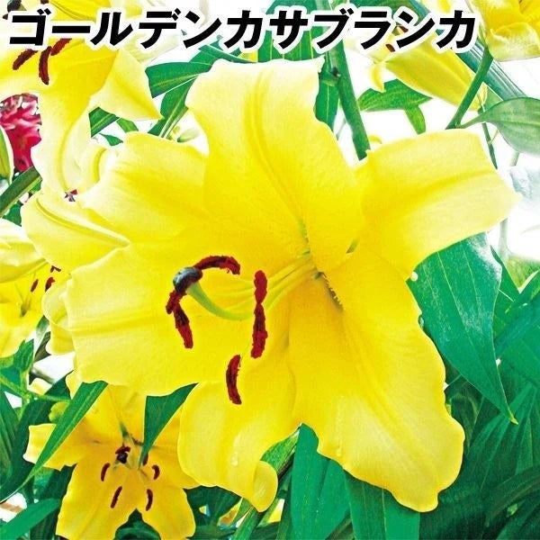 花ユリ 球根 大球 ゴールデンカサブランカ（コンカドール） 12球[発送は翌年1月～となります。]