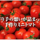送料無料　ソムリエミニ トマト プラチナ100gとダイヤ100gの食べ比べセット