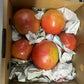 【予約販売/9月中旬〜10月中旬頃より順次発送開始予定】トマト 🍅700g 常温便配送 (トマト・ミディトマト・ミニトマトなど種類は出品者おまかせ) 60サイズ【北海道・東北・沖縄配送不可】【カウシェファーム収穫対象商品】