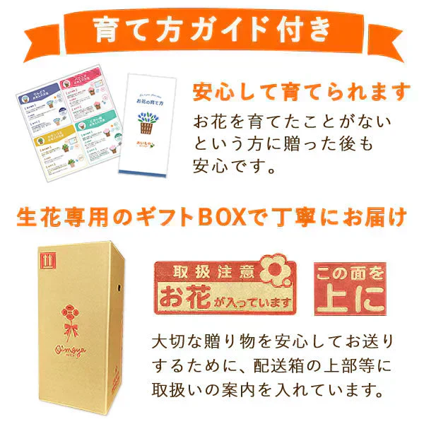 敬老の日 ベゴニア鉢植え5号（黄色）＆ミニ苺バウム 【おいもや】（9/12〜15いずれかに配送） KR