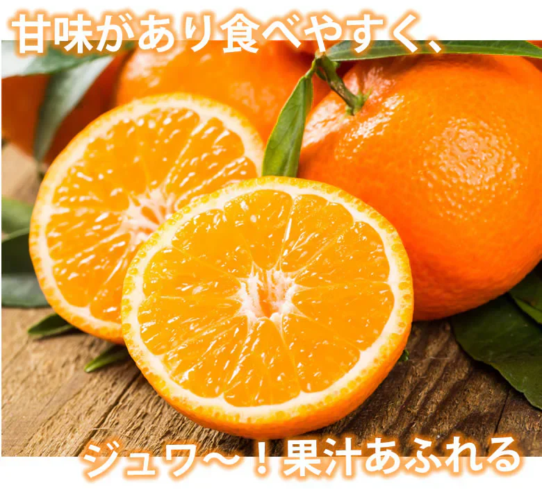 みかん 5kg 送料無料 温州みかん 秀品 熊本県産 蜜柑 ミカン