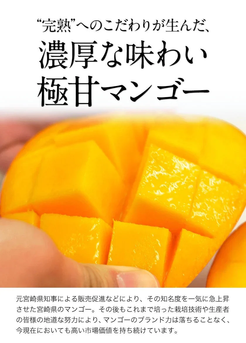 宮崎県産 完熟マンゴー マンゴー 2玉 化粧箱入り (Mサイズ:約240g～約309g) 送料無料 健康 ギフト プレゼント フルーツ 食べ物 贈答 旬の果物 贈答用