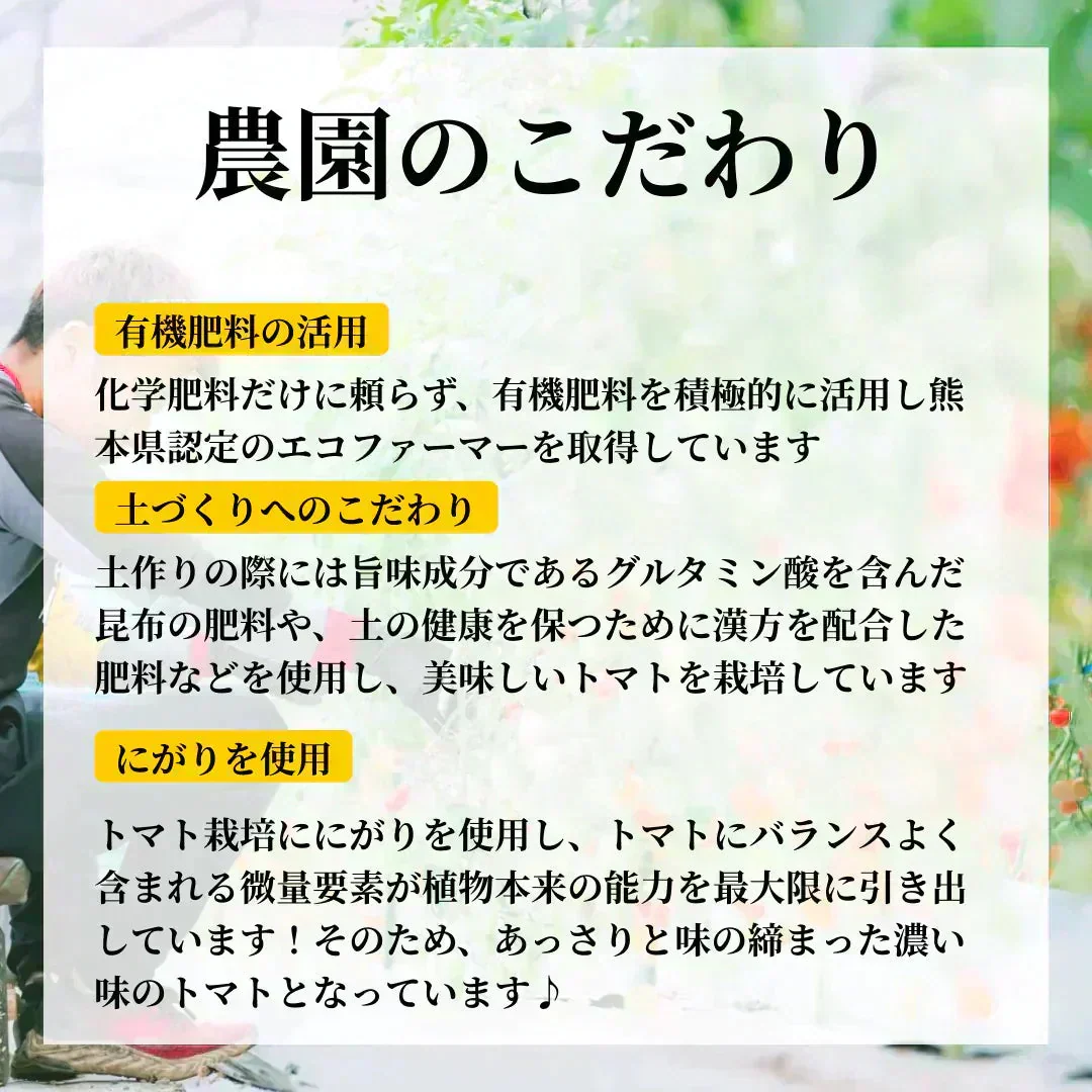【10営業日以内に順次発送】家族の笑顔が広がる完熟ミニトマト「トマランタン」250g  （150g＋補償分100g）（補償分以上の不良は交換対応可能）　最低230g保証【カウシェファーム収穫対象商品】