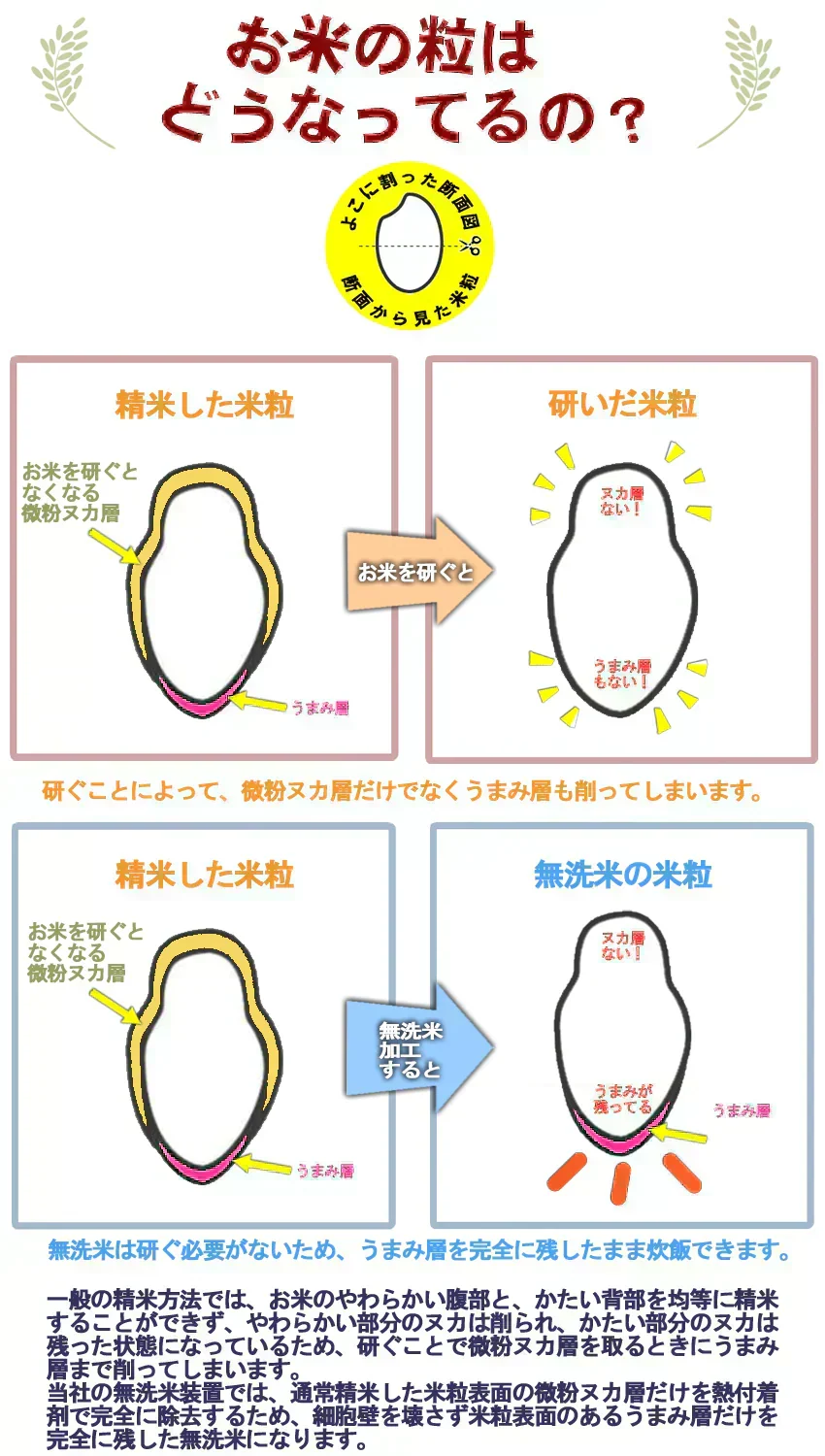 【令和7年産】無洗米 あきたこまち 無洗米 10kg 秋田小町 5kg×2 2025年産 人気銘柄
