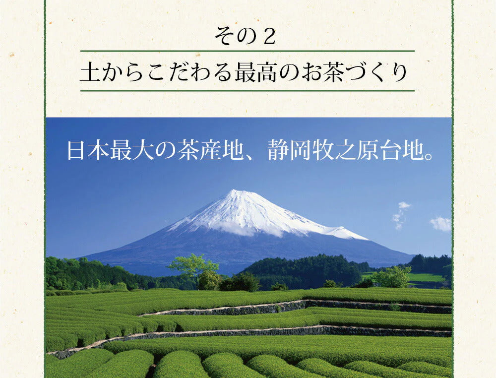 【2個セット】日本橋いなば園 静岡深蒸し茶 掛川茶 100g ネコポス メール便送料無料